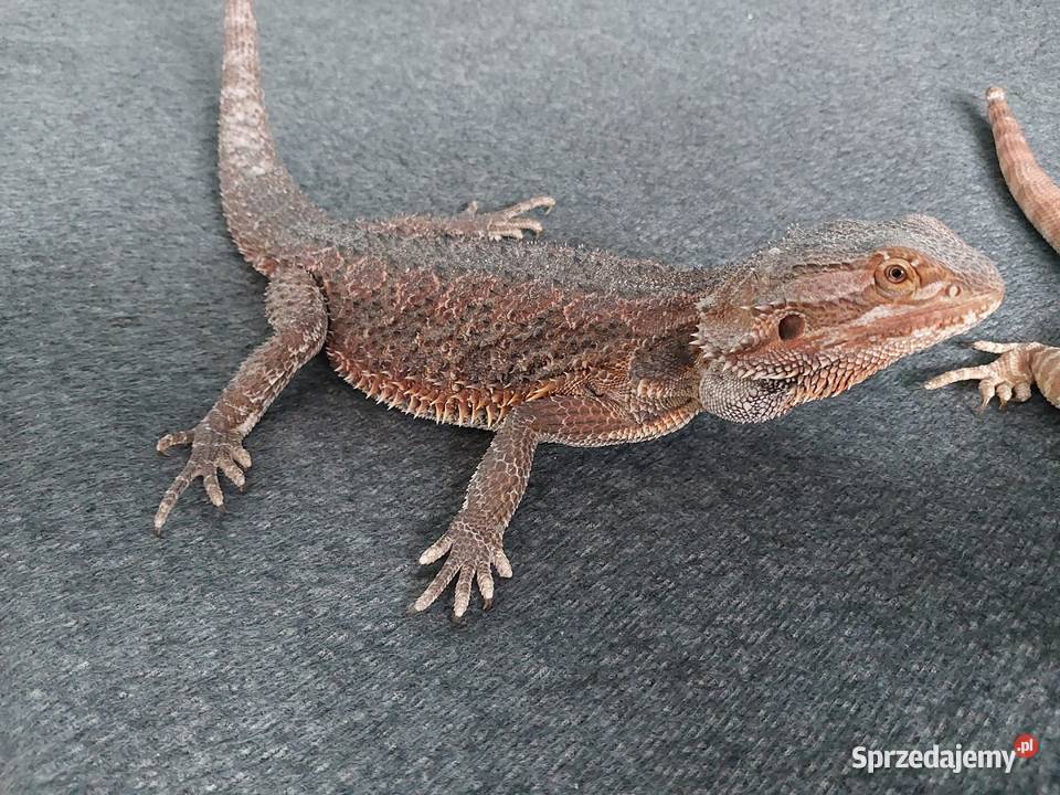 Agama brodata samiczka pomorskie Reda