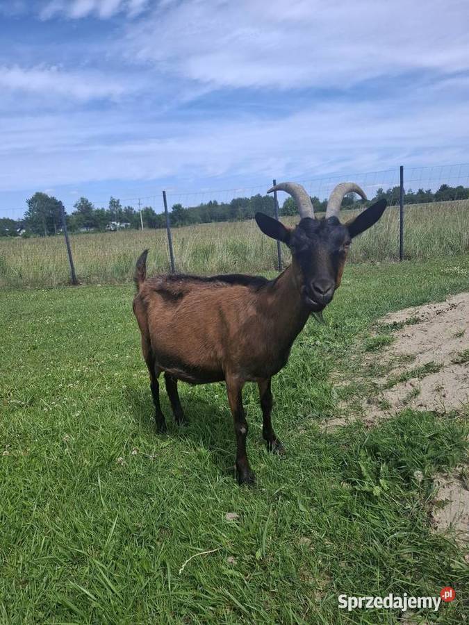 Koza alpejska Piaseczno