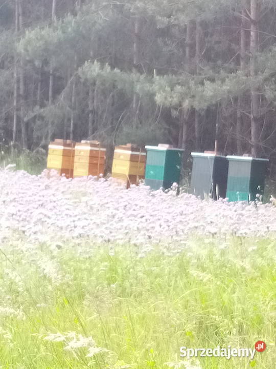 Miód z własnej pasieki Kowalewko