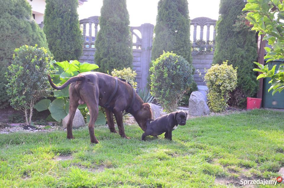 PitBull Red Nose Staffik Szczeniak pierwszy z Zwierzęta Bełchatów
