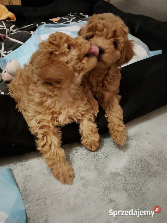 Cudowne Pudle Toy Red