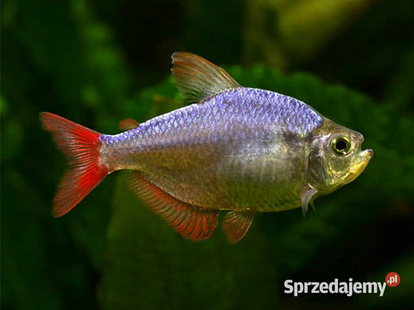 Bystrzyk kolumbijski Hyphessobrycon columbianus