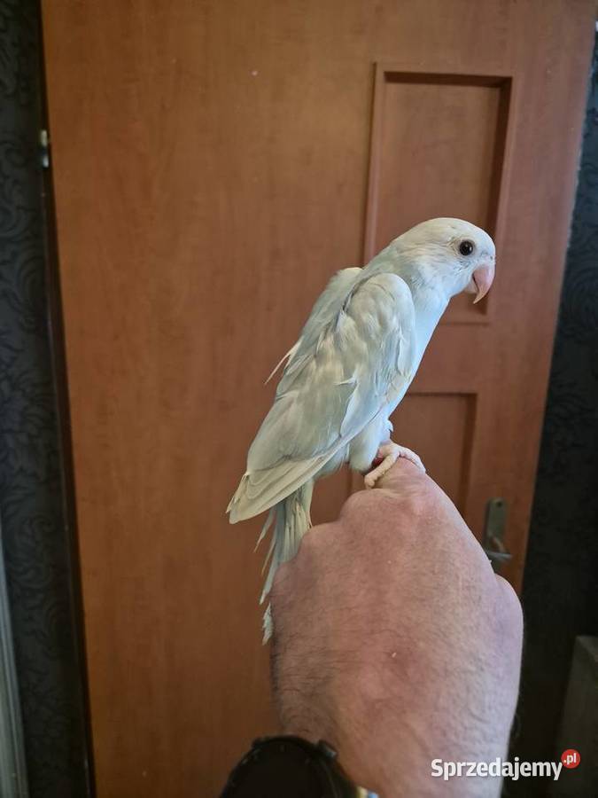 Aleksandretta Obrożna Ręcznie Karmiona Radlin