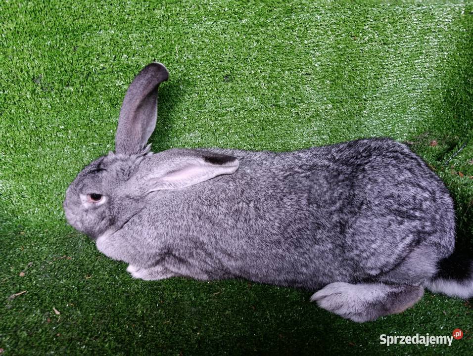 Samica mieszaniec Belga Więcbork