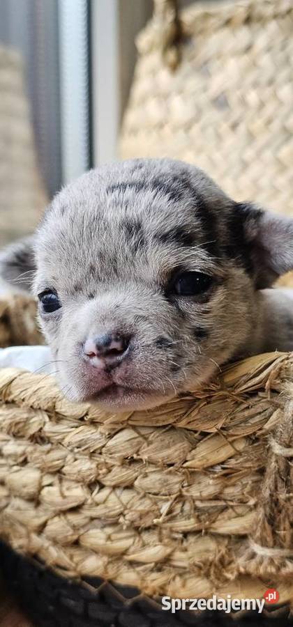 Chihuahua chłopak dziewczynka Pszów