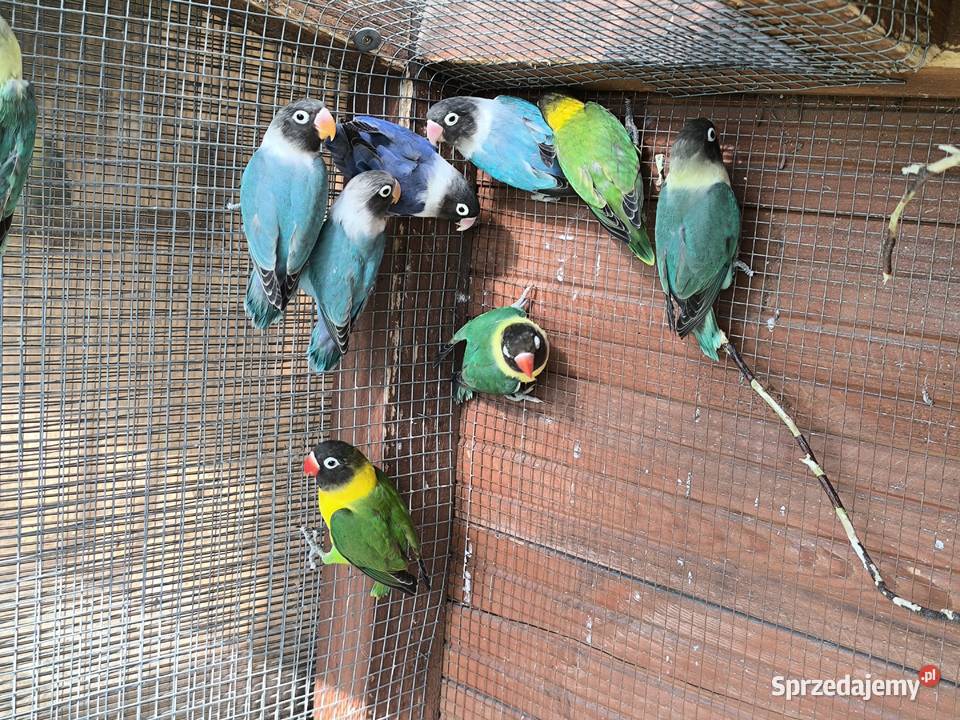 Nierozłączki czarnogłowe Mlode z 2026 śląskie Pszów sprzedam