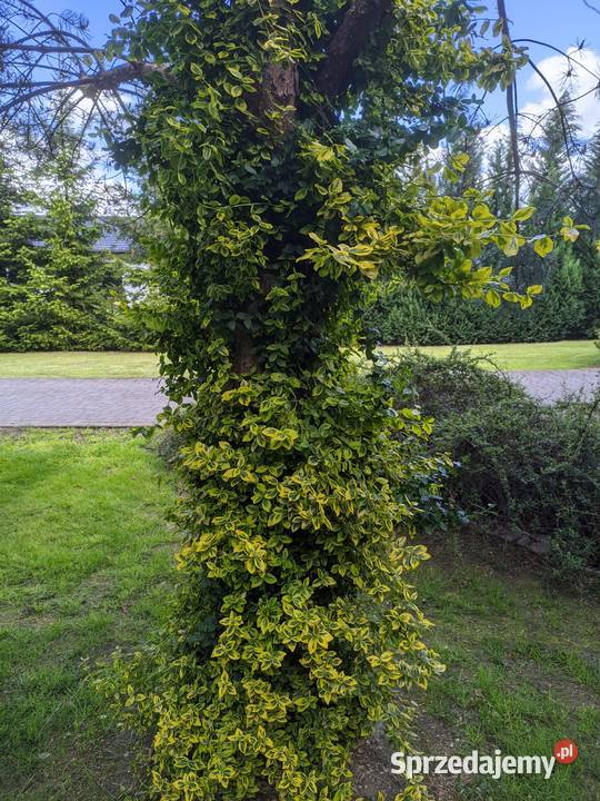 Trzmielina Emerald Gold pnąca Lublin sprzedam