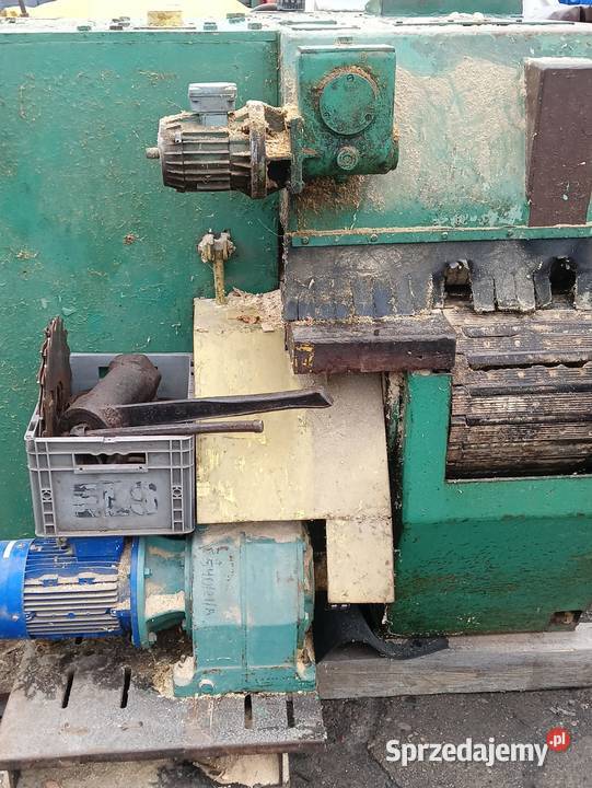 Wielopiła gąsienicowa zakłady leśnictwa pomorskie Wejherowo