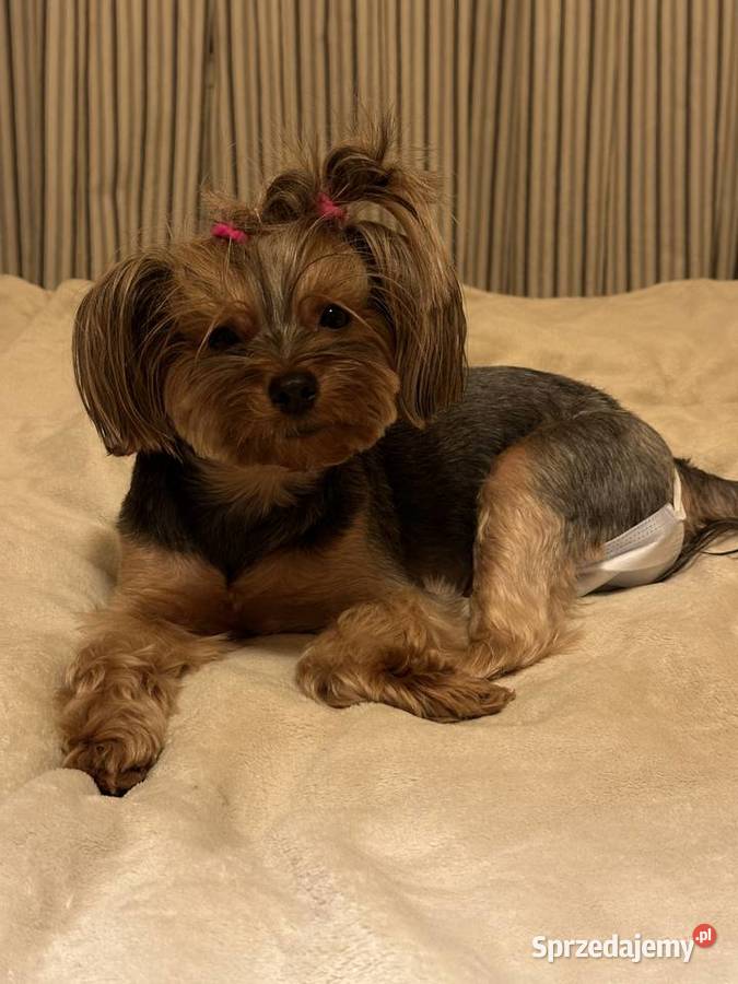 Szczeniaki Yorkshire Terrier 6 tygodni Warszawa sprzedam