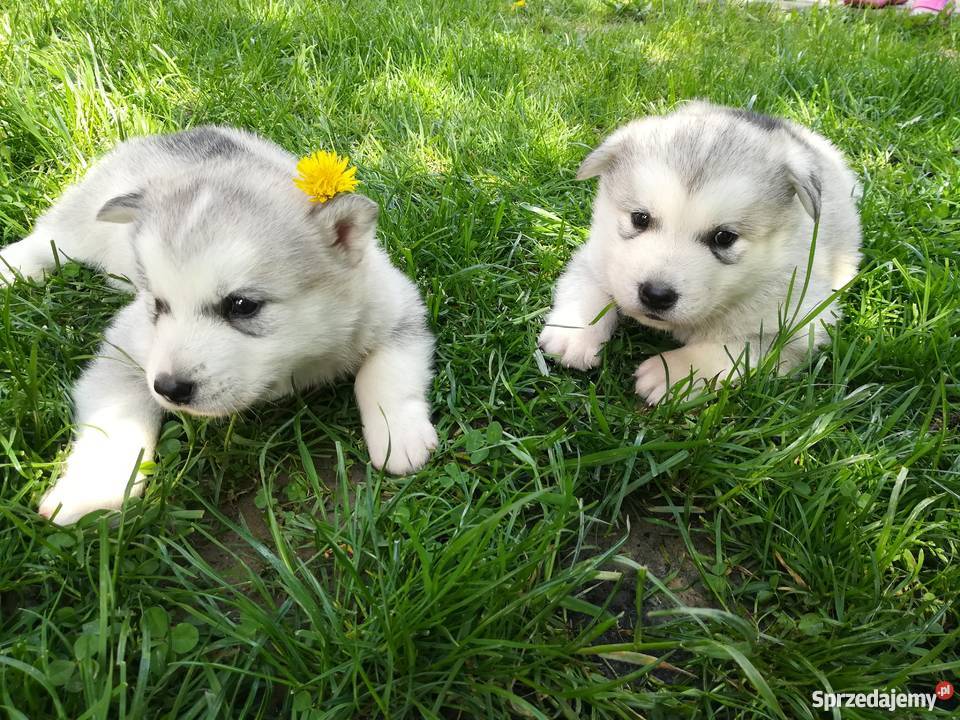 Szczeniak Alaskan Malamute podkarpackie sprzedam