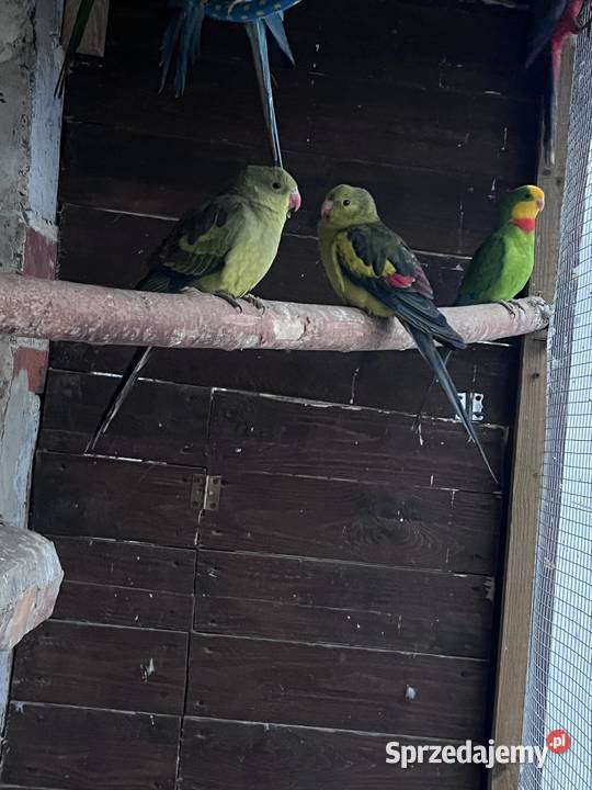 Sprzedam różne papugi Stobno Siódme