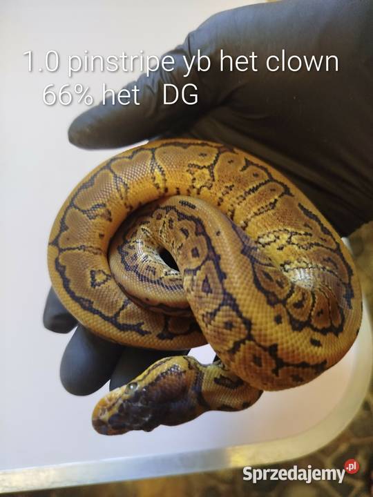 Sprzedam młode pytony królewskie Gady i płazy łódzkie Chechło Drugie