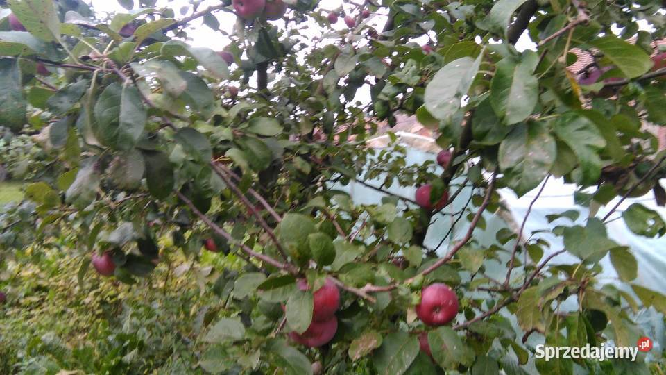 Topinambur Słonecznik bulwiasty