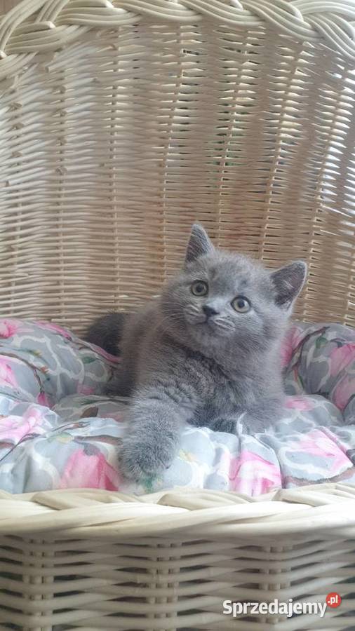 Kocurek Szkocki niebieski Katowice