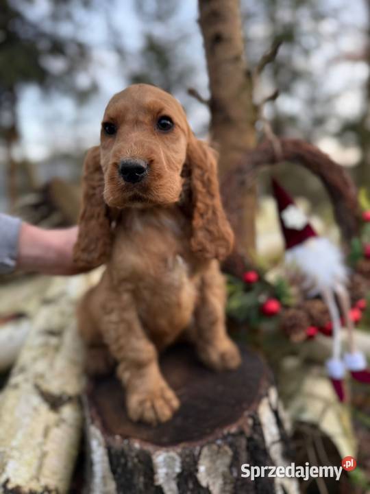 Cocker Spaniel Angielski piesek złoty z