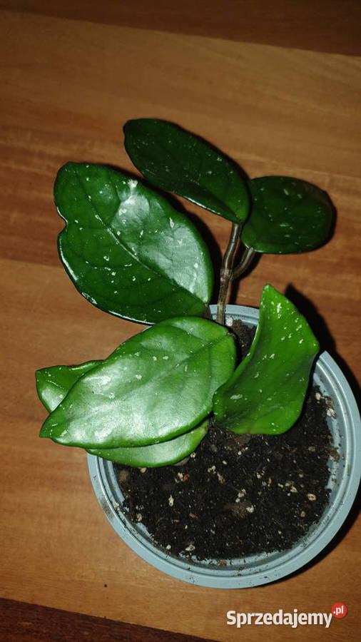 Hoya hoja kwiat rosnący Warszawa