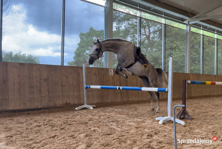 Sprzedam angloaraba Zielona Góra