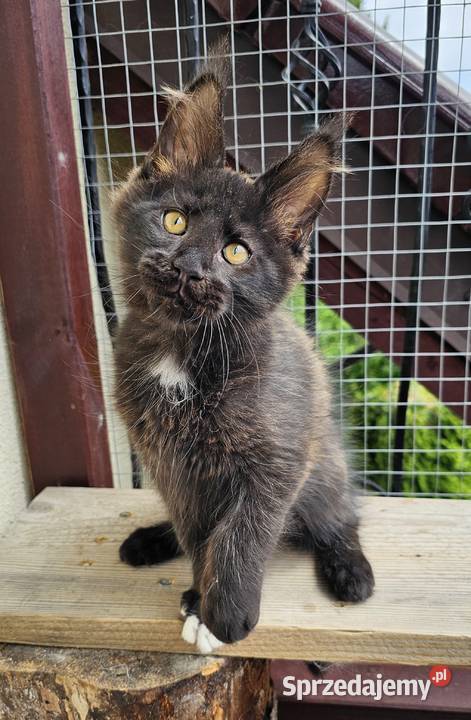 Towarzyski Maine Coon FPL Gdańsk sprzedam