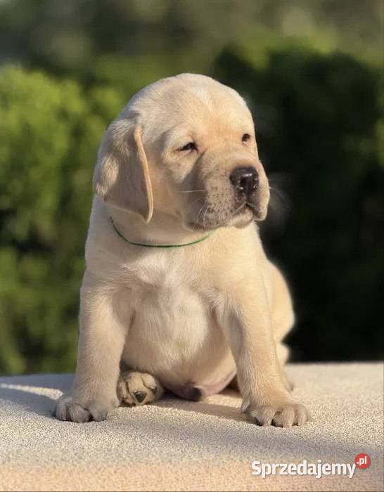 Piękny szczeniak labradora