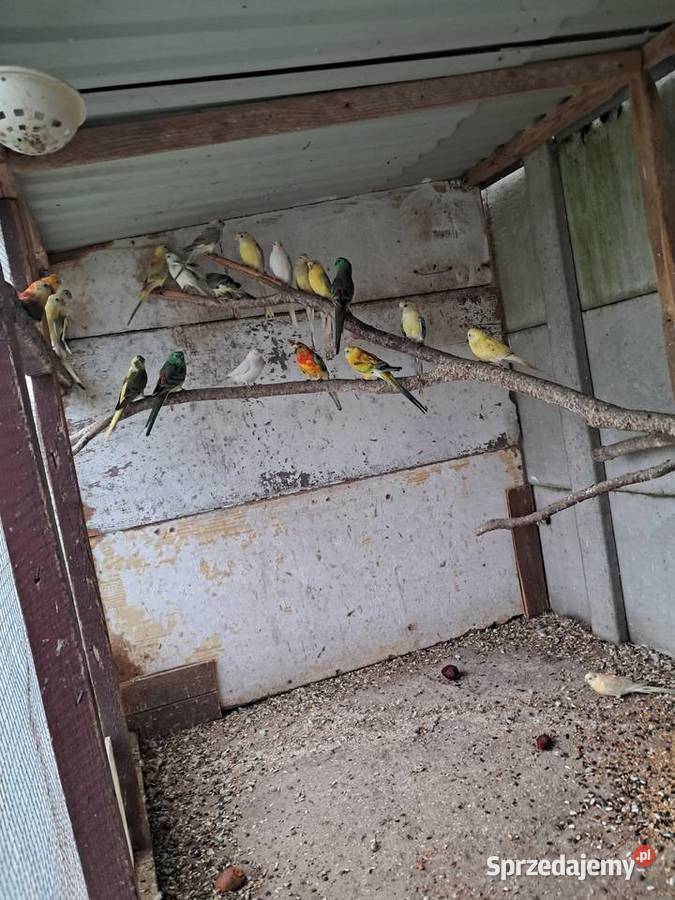 Papugi świergoty świergotki Bochnia