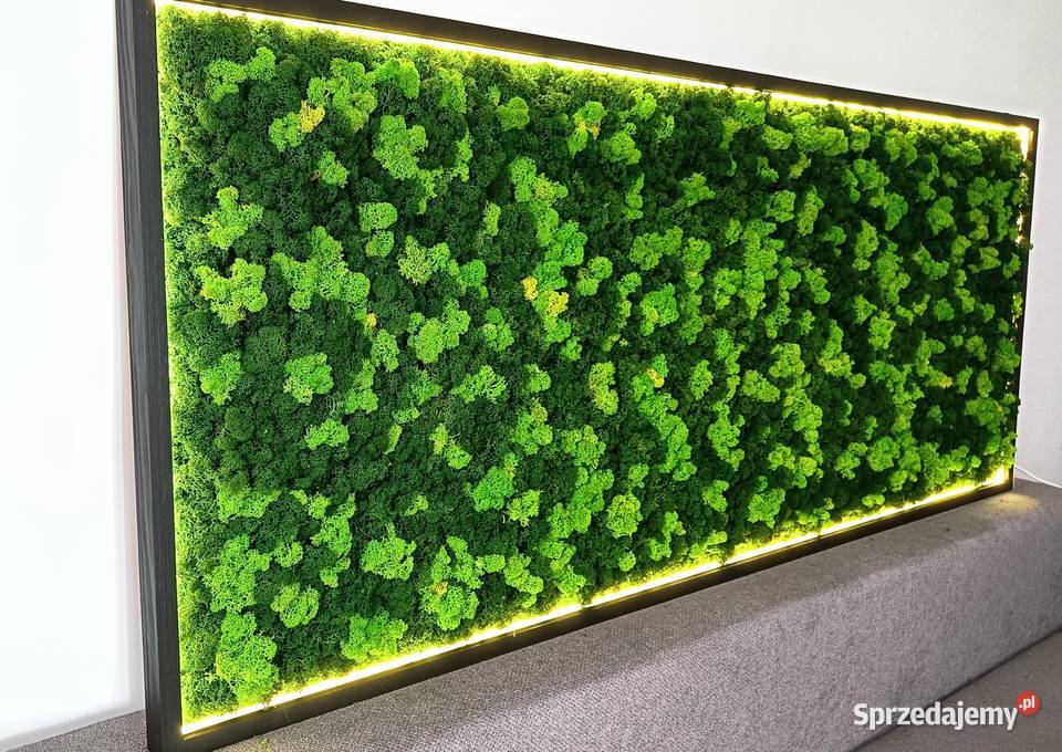 Rama LED z mchem poduszkowym chrobotkiem Kraków