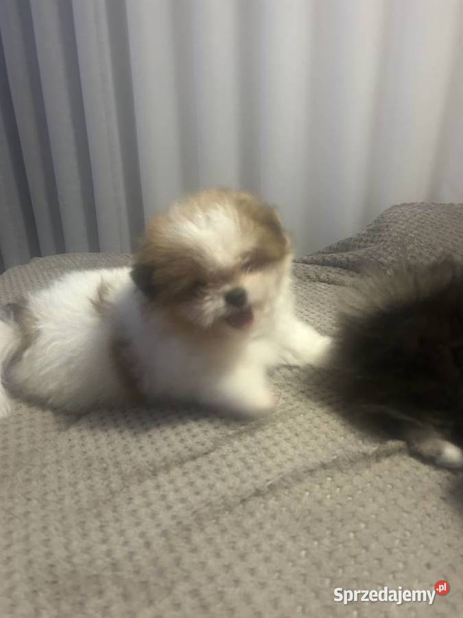 Szpic miniaturowy pomeranian Toruń