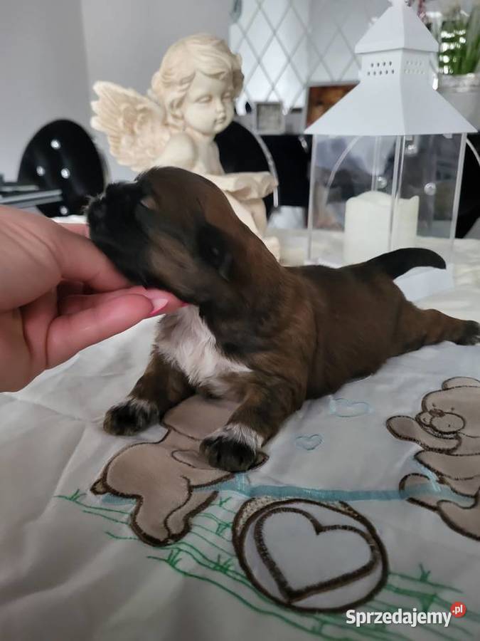 Pieski shih tzu tricolor i złoty z czarną maską