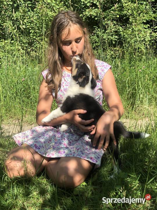 Ayla sheltie suczka tricolor Owczarek Owczarek Pupki