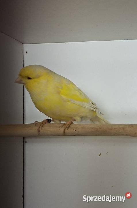 Kanarek gloster podlaskie