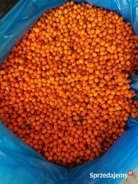 Rokitnik pospolity męski i żeński Rośliny Jasło