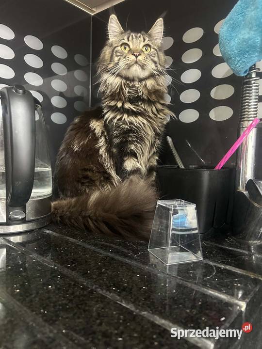 Oddam młodą kotkę rasy Maine Coon w ręce Kluczbork