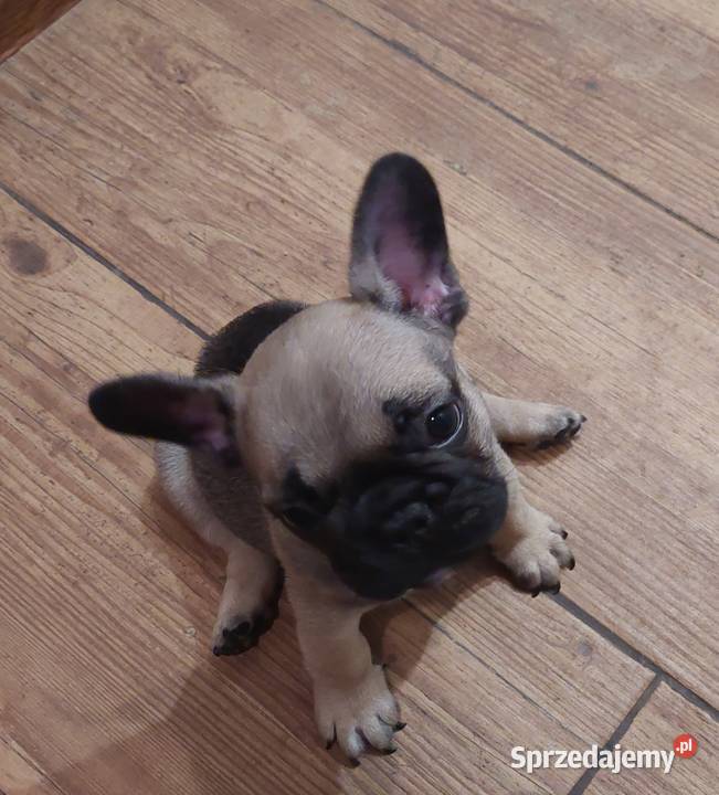 Buldog francuski piesek Buldog Wronki
