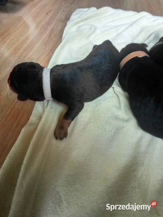 Airedale Terrier szczenięta lubelskie Lublin