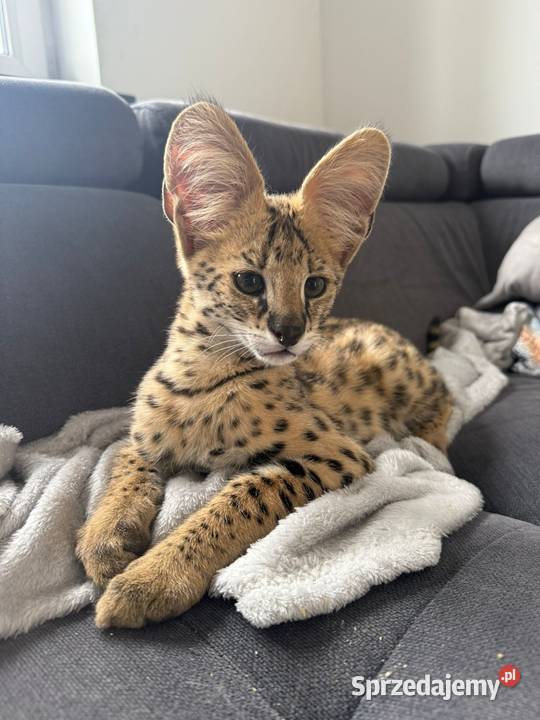 Serwal afrykański sawannowy serval ręcznie Pozostałe małopolskie Bochnia