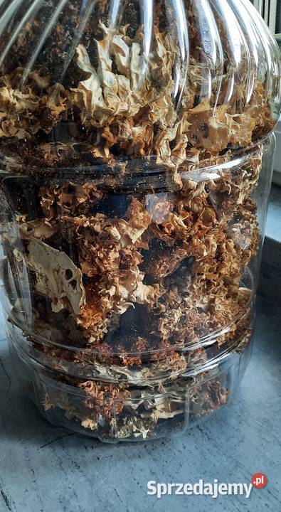 Siedzuń sosnowy suszony Koszalin