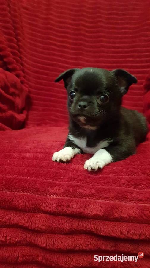 Piesek chihuahua mazowieckie Płońsk