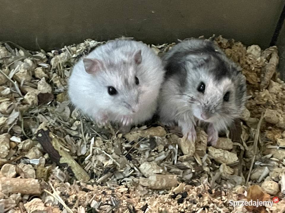 chomik dżungarski rozne kolory Gliwice