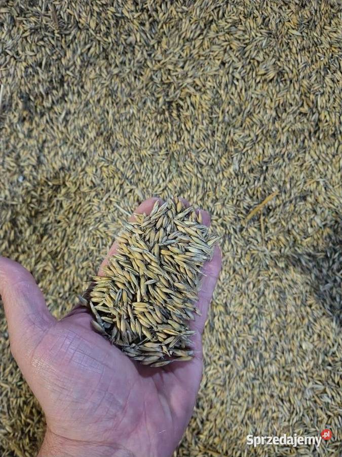 Sprzedam owies pszenicępszenżyto dolnośląskie Kraśnik Górny