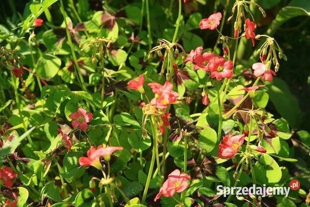 Szczawik Deppego czterolistny Cebulki i bulwy Białowieża sprzedam