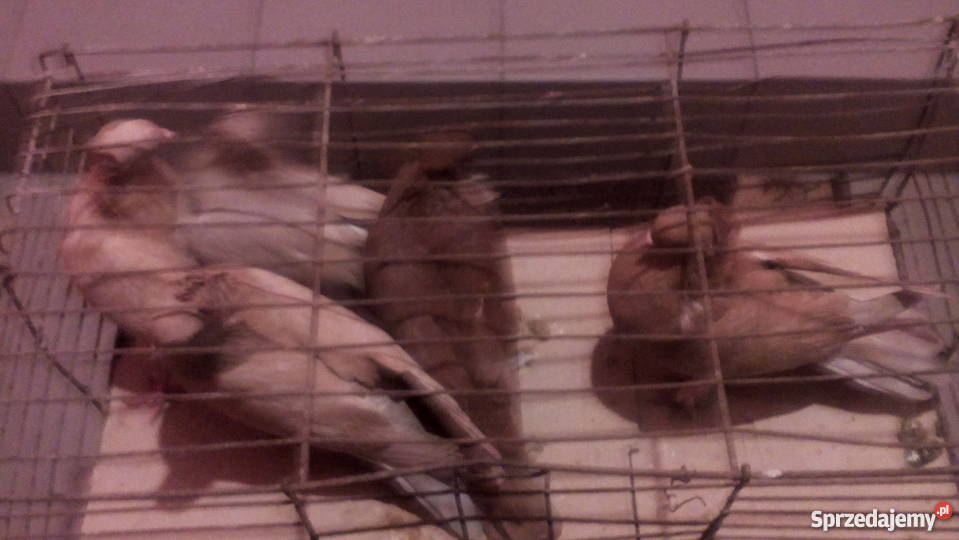 Gołembie ozdobne Tokarówka