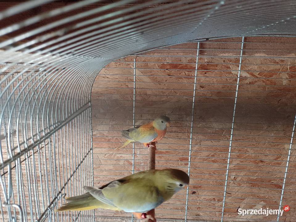 Łąkowka Wspaniała Ptaki Bochnia