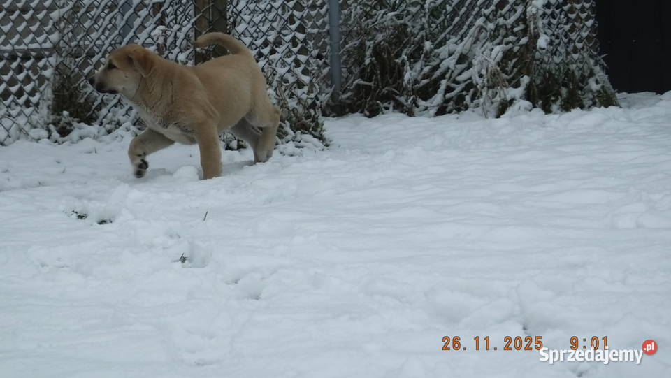 Owczarek Środkowoazjatycki Konin sprzedam