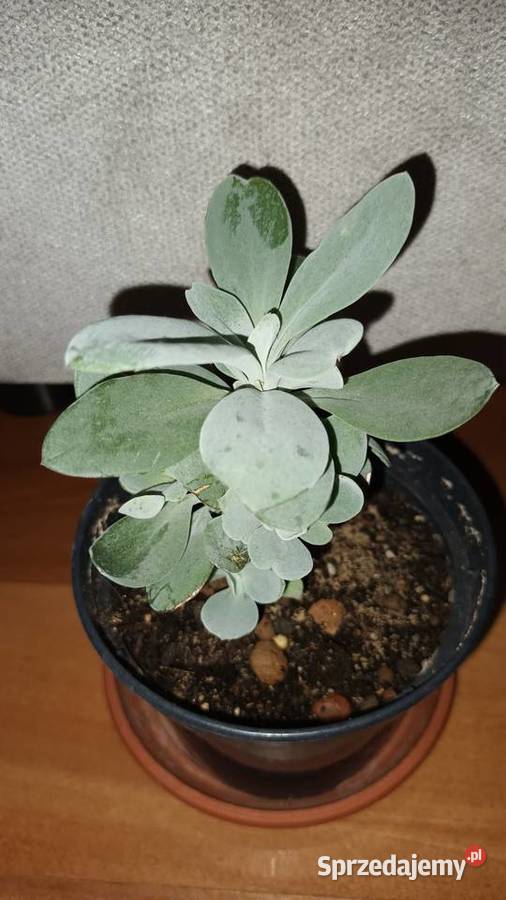 Starzec Cefalofora Senecio cephalophorus 1 mazowieckie