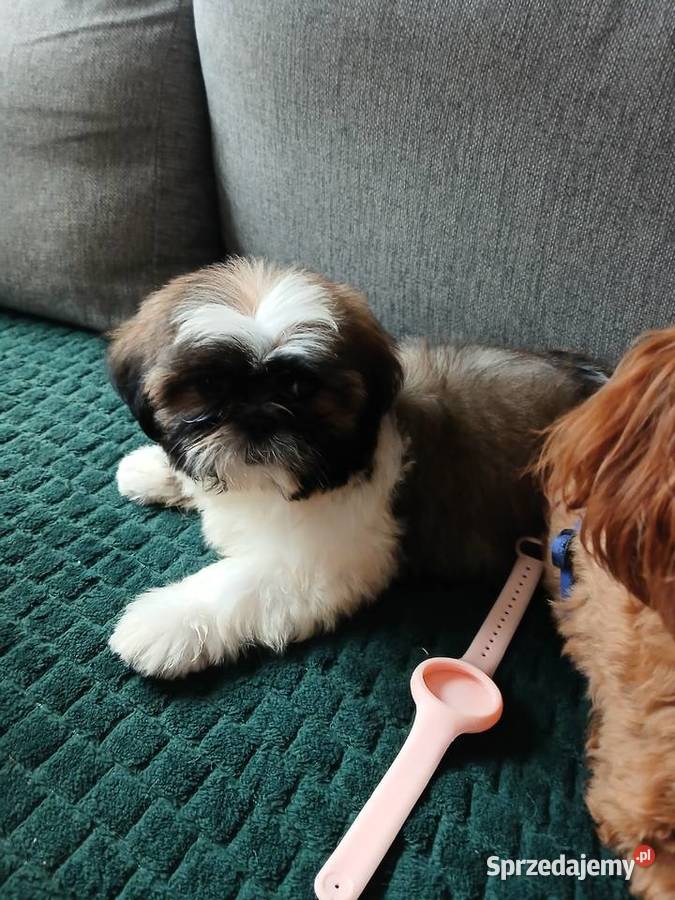 Shih tzu sliczny chłopczyk Katowice