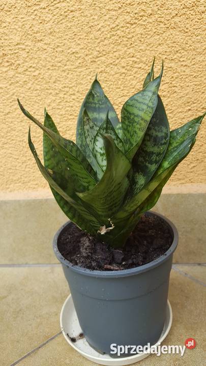 Kwiat domowy Sansewieria wężownica produkuje Zielone Kielce sprzedam