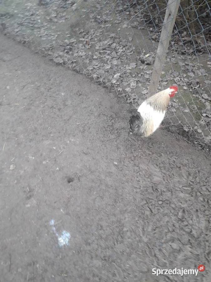 Liliputy zielononżki i koguty zwykle Czarnocin