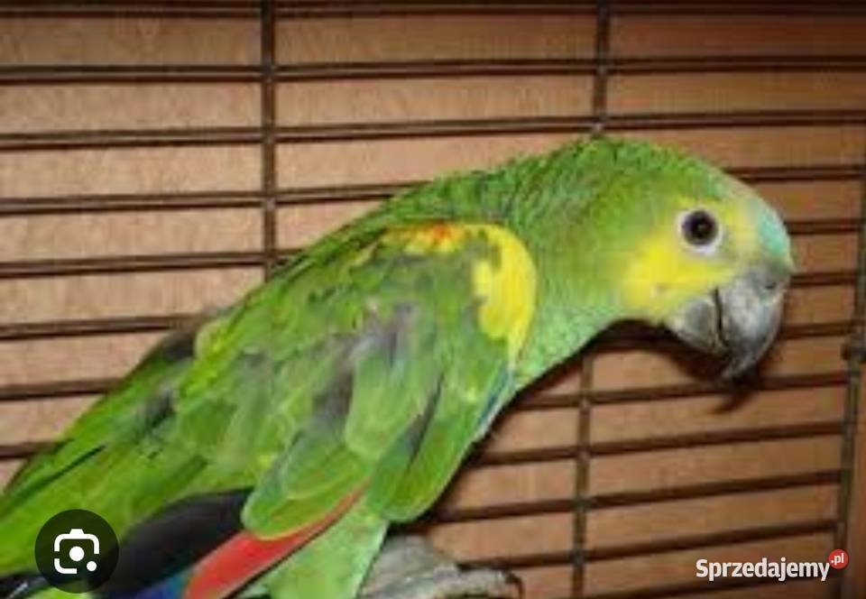 Papauga Amazonka Niebieskoczelna