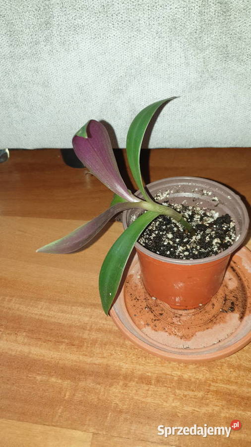 Trzykrotka reo meksykańskie do domu ogrodu na Warszawa