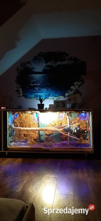 Boa constrictor salmon Grodzisk Mazowiecki