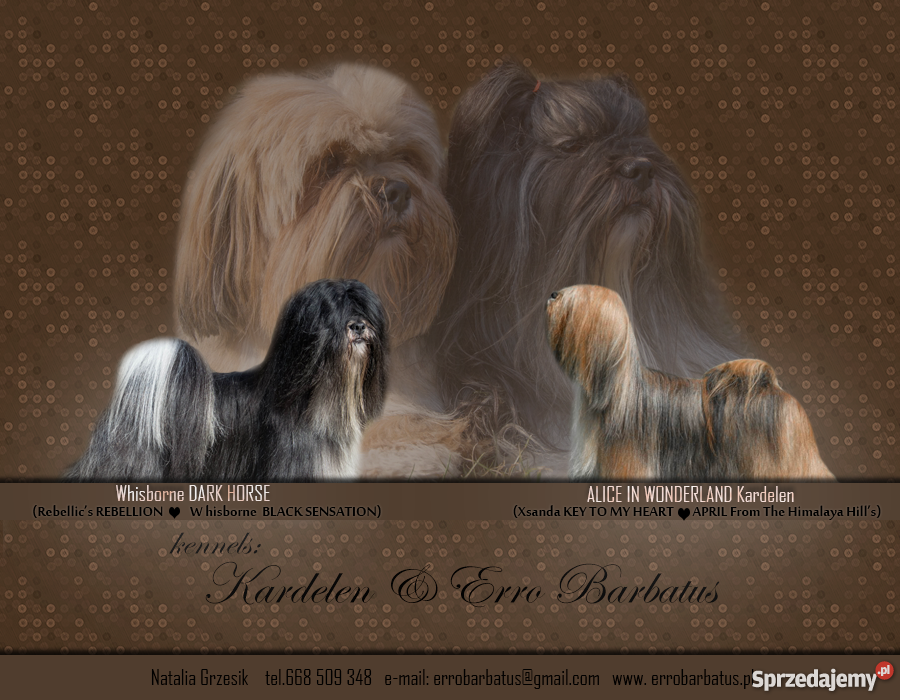 Lhasa Apso rodowodowe szczeniaki kuzyn Shih Tzu Tarnowskie Góry